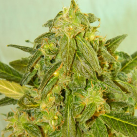 Auto Fem Gorila #5 - Быстроцвет Польши